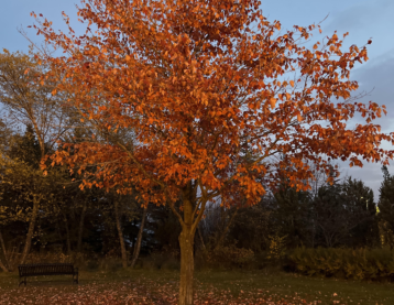 Deciduous tree in autumn